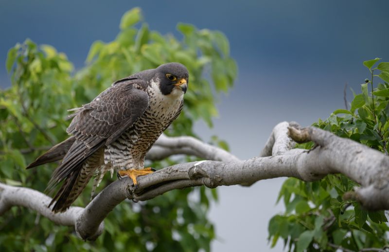 a-peregrine-falcon