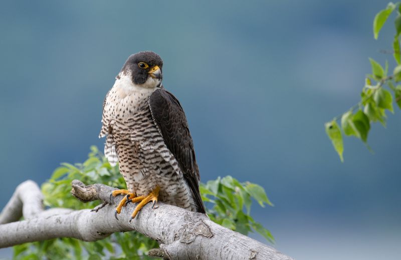 a-portrait-of-a-peregrine-falcon