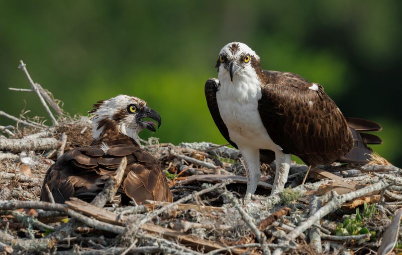an-osprey-in-southern-florida
