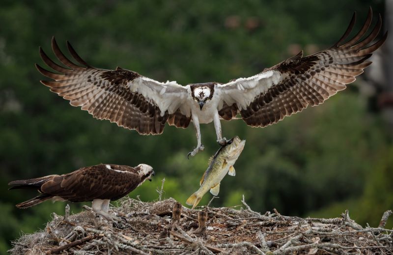 an-osprey-in-southern-florida