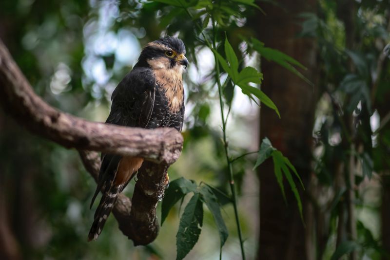 Aplomado Falcon (Falco femoralis) - bird of prey