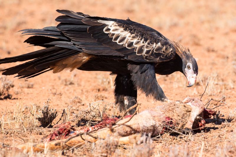 An Australian Wedge-tailed Eagle feeds on a dead Kangaroo near Uluru in Northern Territory, Australia