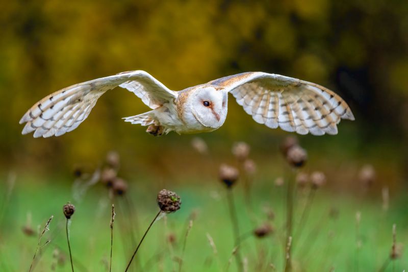 A beautiful barn owl during flight, Tyto alba