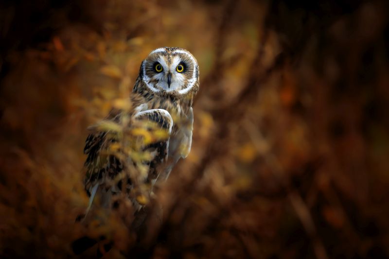 A beautiful short-eared owl in an autumn landscape looking at the camera