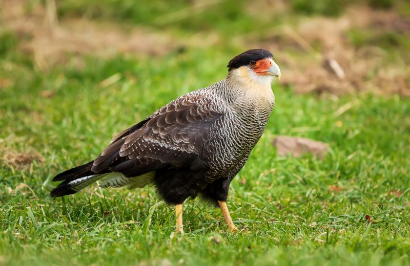 Torres del Paine, Chile, Patagonia: Bird of the Caracara or Carancho in the Torres del Paine National Park during the autumn in Patagonia, the Chilean side