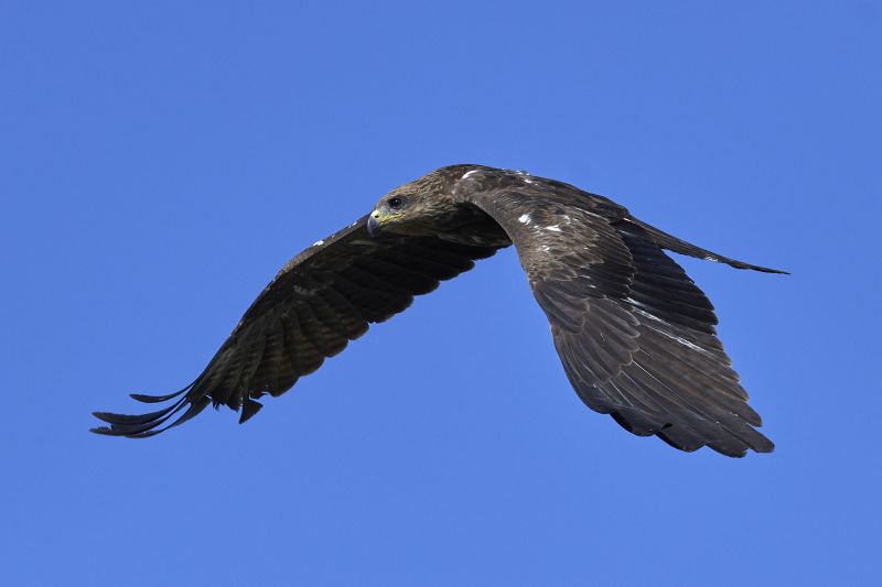 Black kite in flight with blue skies in the background