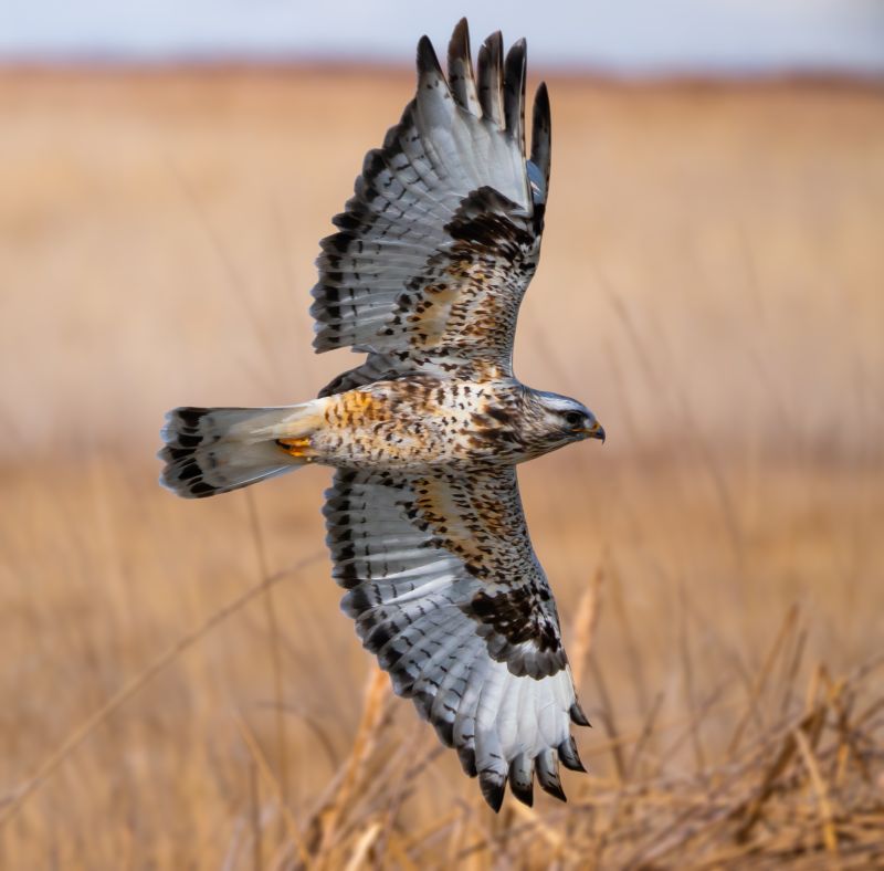 A closeup of a flying rough-legged hawk under the sunlight in Utah, the US