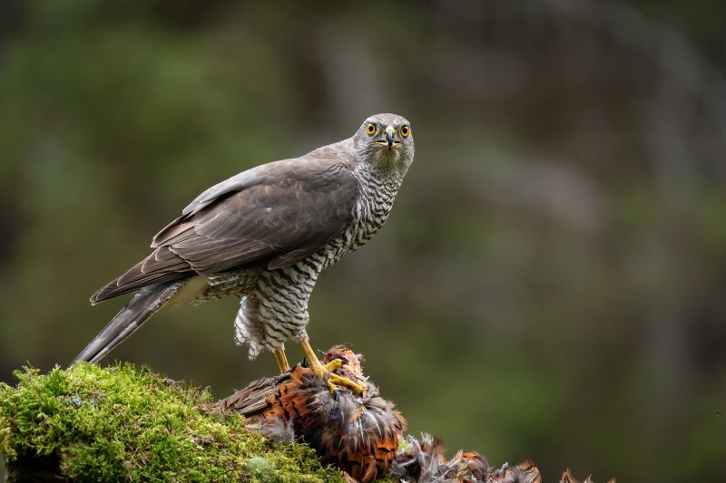 A closeup shot of a beautiful Northern Goshawk with its prey