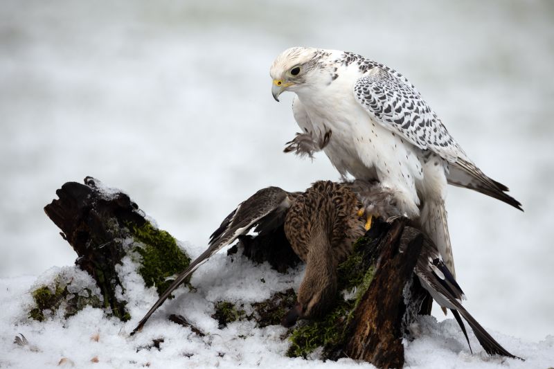 A closeup shot of a White Gyrfalcon perched on wood over a prey duck