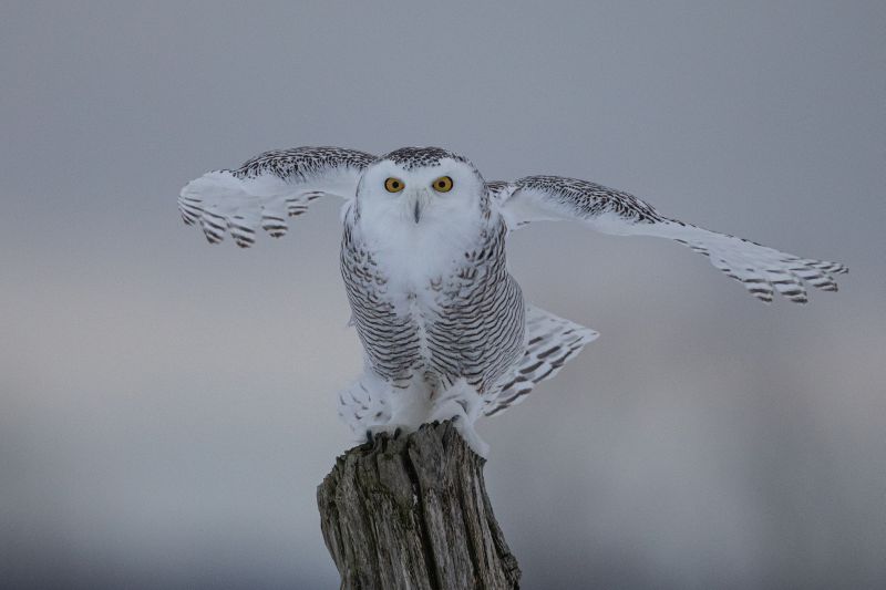 A closeup shot of a snowy owl standing on a branch of a tree with blurred background