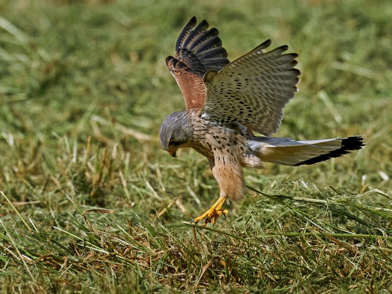 Eurasian Kestrel in its natural enviroment in Denmark