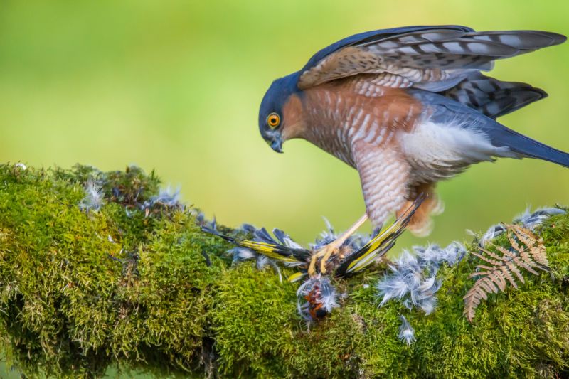 Eurasian sparrowhawk (Accipiter nisus) perched on a mossy tree with its prey