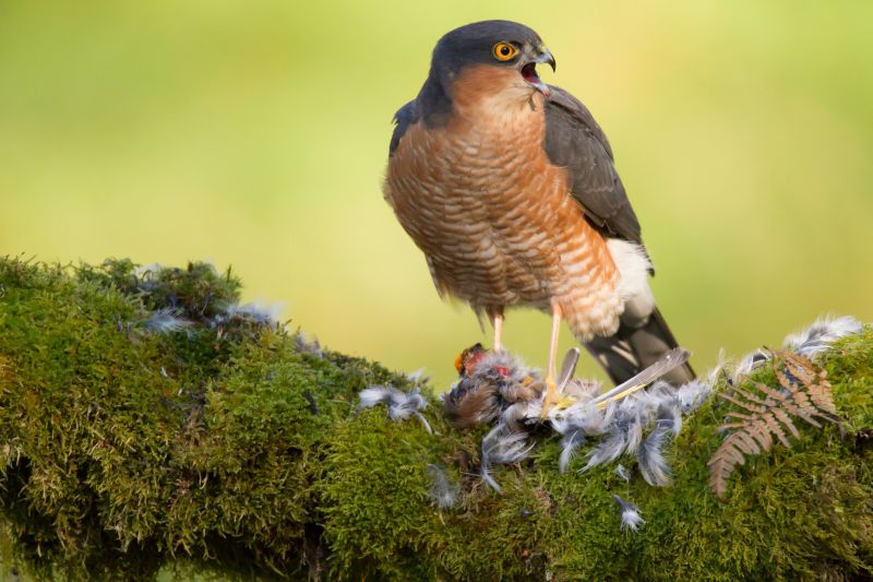 The Eurasian sparrowhawk (Accipiter nisus) with its prey