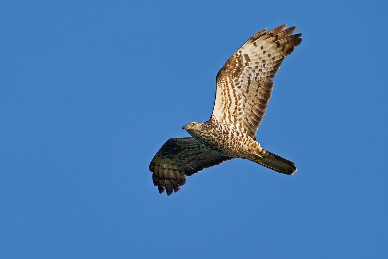 European honey buzzard in flight with blue skies in the background