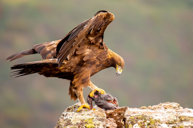 A golden eagle eating a rabbit, surveying the majestic wilderness landscape below