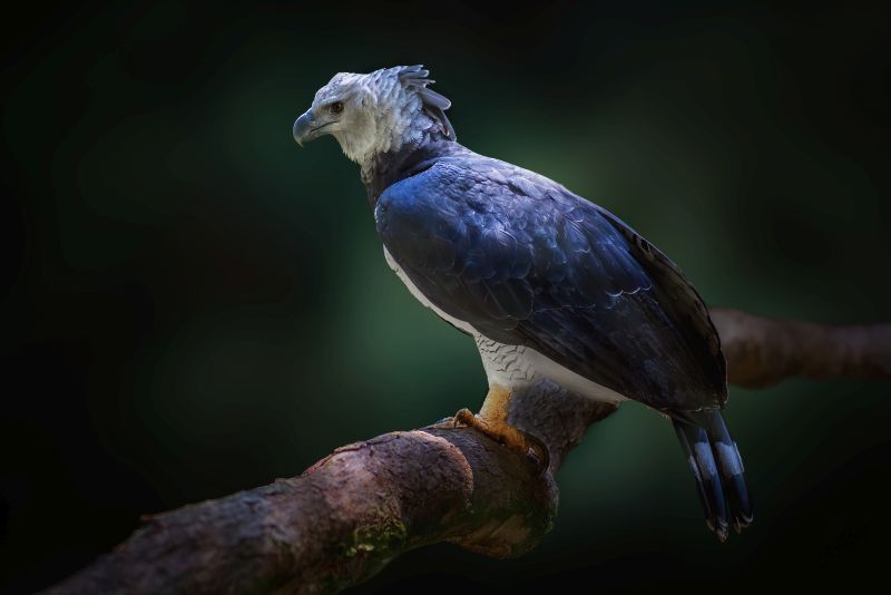 Harpy Eagle (Harpia harpyja) - Bird of Prey