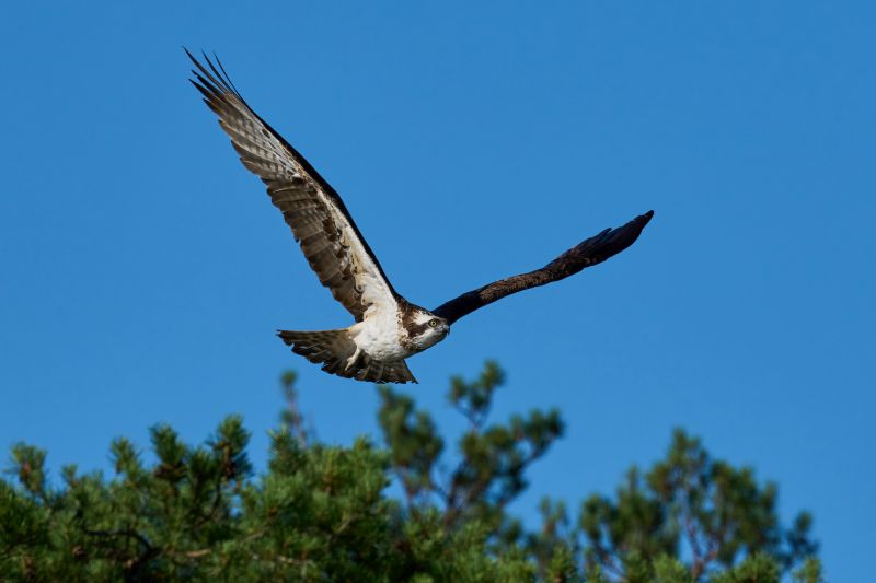 Osprey (Pandion haliaetus) in its natural environment