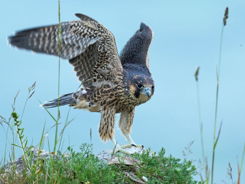 Juvenile Peregrine falcon (Falco peregrinus) in its natural enviroment