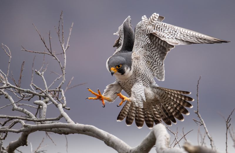 peregrine-falcon