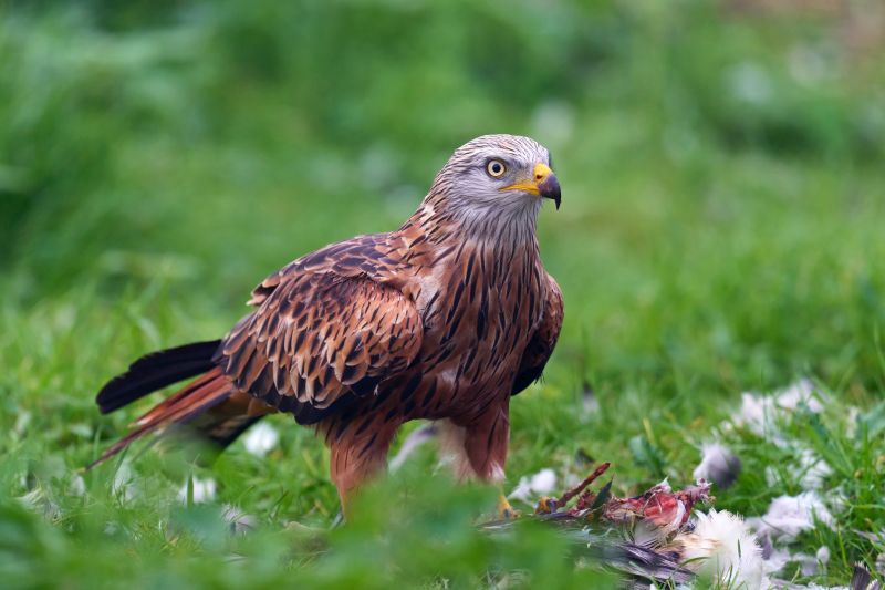 Red kite (Milvus milvus) in its natural environment