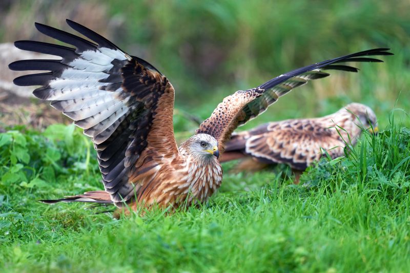 Red kite (Milvus milvus) in its natural environment