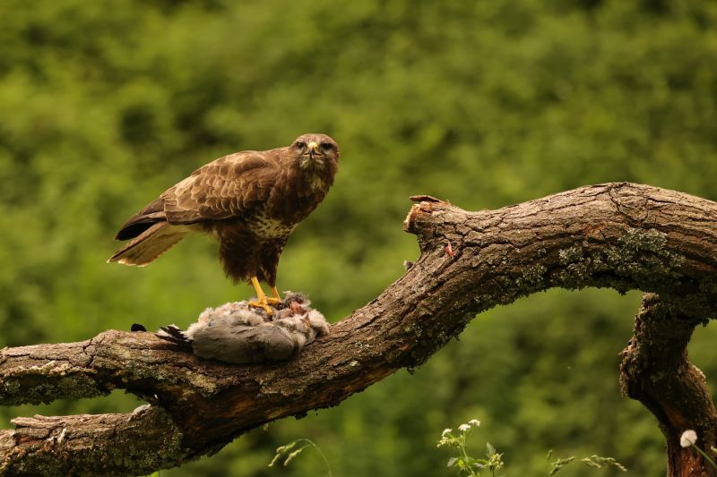 A selective of a common buzzard (Buteo buteo) on the branch