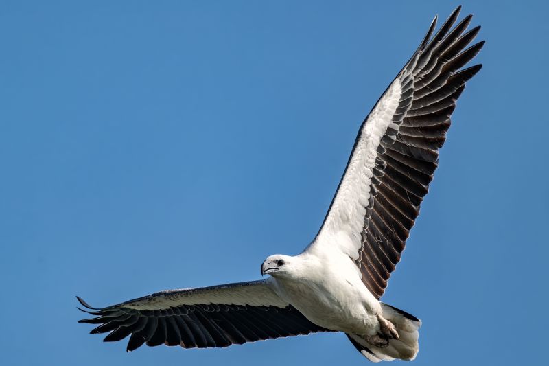 A white-bellied sea eagle soaring gracefully in the vast blue sky, its wingspan spread wide as it travels through the air