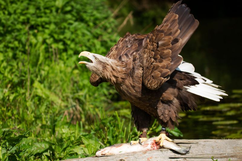 The white-tailed eagle (Haliaeetus albicilla) with a freshly-caught fish