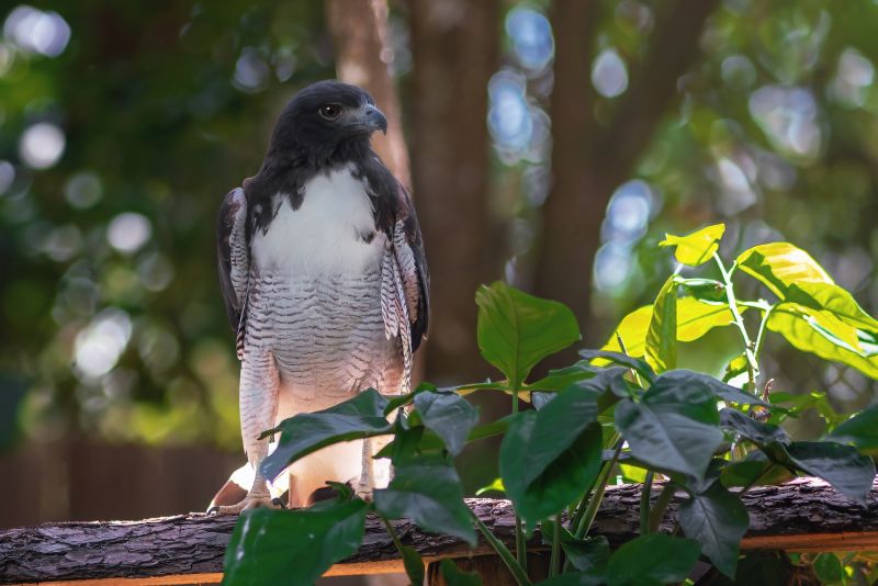 White-tailed Hawk (Geranoaetus albicaudatus) - Bird of Prey