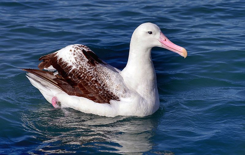 wandering-albatross-floating-in-water