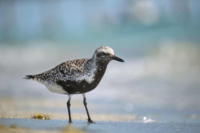 Black-Bellied Plover wild sea birdlooking for food on seaside in summer.
