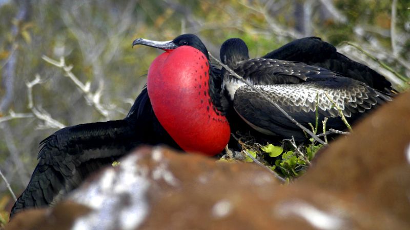Magnificent Frigate, Fregata magnificens, Galápagos National Park, Galápagos Islands, UNESCO World Heritage Site, Ecuador, America
