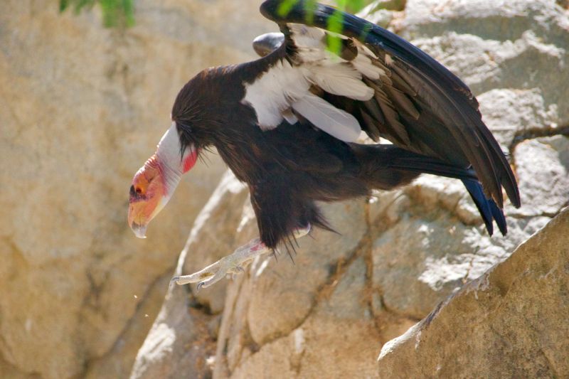 california-condor-perched-among-the-cliffs