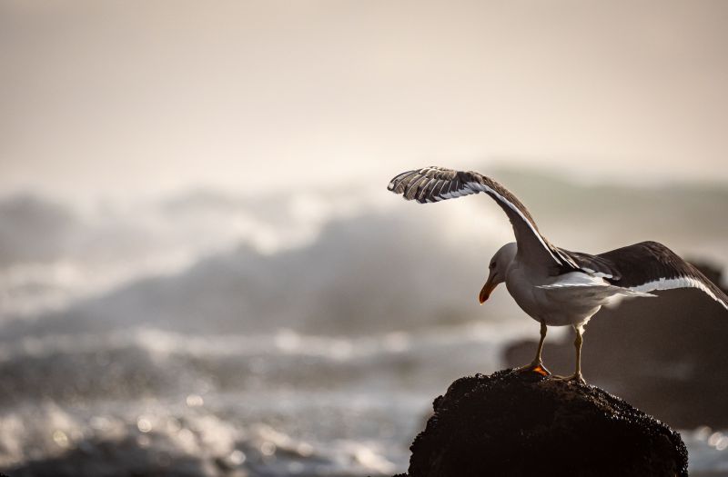 A closeup of a seagull perched on a rock against the sea