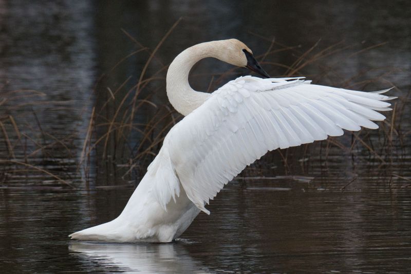 a closeup shot of a trumpeter swan with open wings on lake