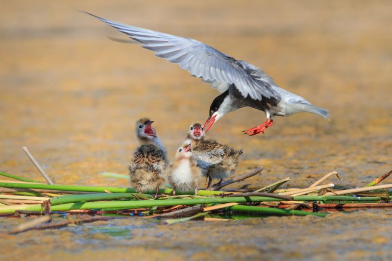 Common Tern (Sterna hirundo hirundo) and baby bird
