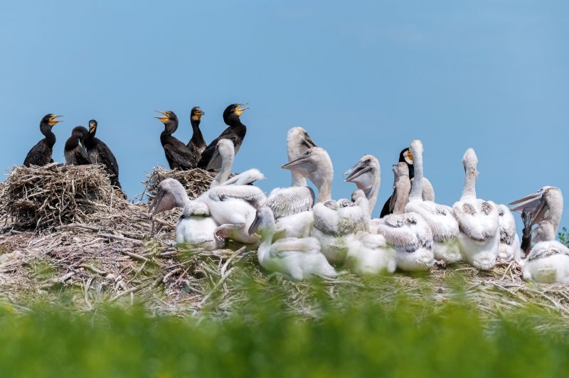 Group of Dalmatian pelicans or Pelecanus crispus and great cormorants or Phalacrocorax carbo in breeding colony in Russia. Adult birds feed their nestlings