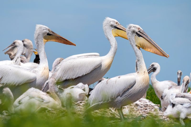 Group of Dalmatian pelicans or Pelecanus crispus in breeding colony in Russia