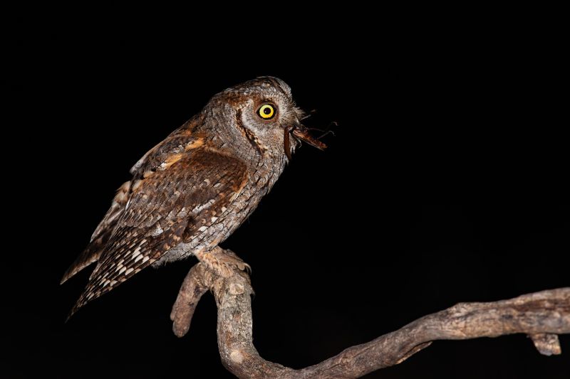 Eurasian scops owl perched on branch and feeling itself with brown bush-cricket. Night bird looking scary with big yellow eyes. Behaviour of raptor in dark environment. Hungry owl with food in beak.