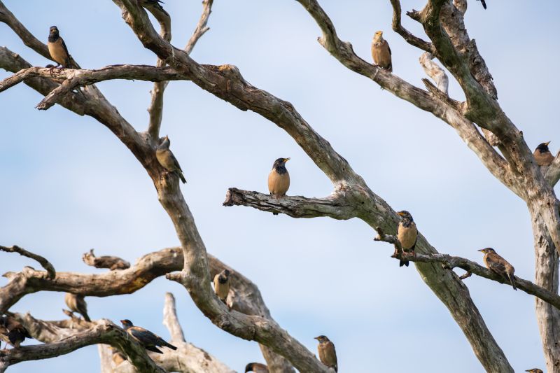 Flock of Rosy starling birds chirping on a dead tree shot on Bundala national park.