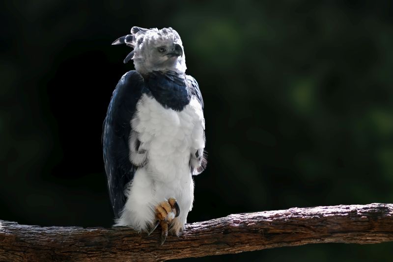 Harpy Eagle (Harpia harpyja) - Bird of Prey