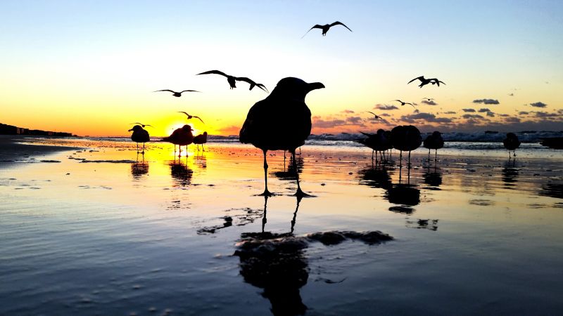 birds on beach