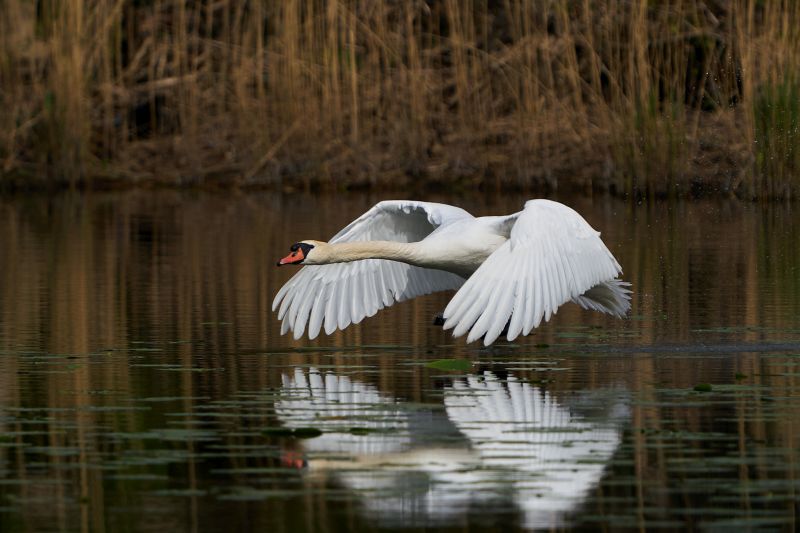 Mute swan in its natural habitat in Denmark