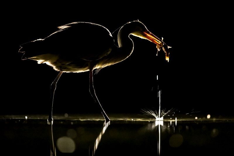 Silhouette of Grey heron (Ardea cinerea) with caught fish in beak at Lake Csaj, Kiskunsagi National Park, Pusztaszer, Hungary. February.