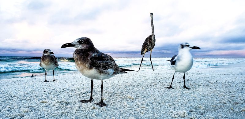 beach-birds-on-the-sea-shore