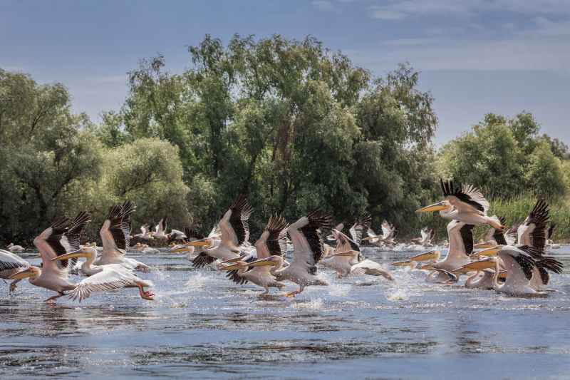 white pelicans (pelecanus onocrotalus) in flight. Danube Delta, Romania
