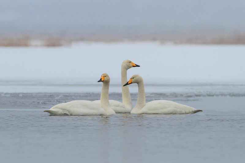 Whooper Swan (Cygnus cygnus) in winter. Location: Comana Natural Park, Romania