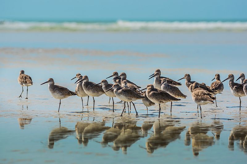 Group of Willets reflection on the Beach Florida's Wildlife
