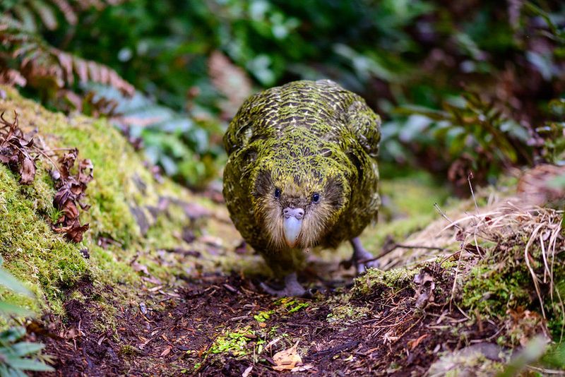 Kakapo by Jake Osborne