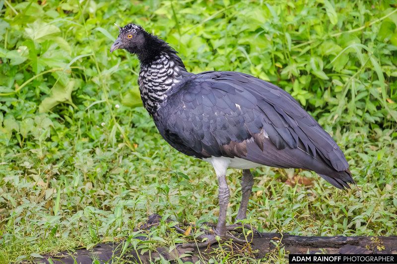 horned-screamer-bird-in forest